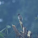 Cuckoos perched on a tree stubs.<br><br><small>Sinduli, Nepal | 2023 March</small>