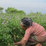 An old woman pruning her garden.<br><br><small>Sinduli, Nepal | 2023 March</small>