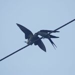 A Swift couple making out on a twisted transmission cable.<br><br><small>Sinduli, Nepal | 2023 March</small>