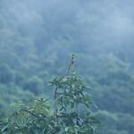 A Crimson Sunbird roosting high up on a mangoo tree.<br><br><small>Sinduli, Nepal | 2023 March</small>