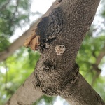 A clutch of moth eggs on a bark.<br><br><small>Sinduli, Nepal | 2023 March</small>