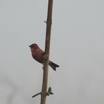 A lone Rosefinch pirched on a sapling.<br><br><small>Sinduli, Nepal | 2023 March</small>