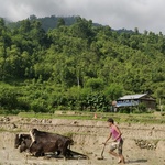 A man ploughs the wet field with his oxen.<br><br><small>Gorkha, Nepal | 2019 June</small>