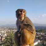 A macaque seated on a stupa merlon. <br><br><small>Swayambhunath Stupa, Kathmandu | 2023 March</small>