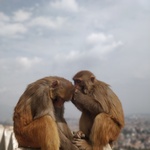 Grooming macaques seated on a stupa merlon. <br><br><small>Swayambhunath Stupa, Kathmandu | 2023 March</small>