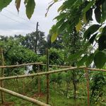 A bamboo polytunnel for vegetable farming built for the villagers by the Raleigh's ICS volunteer group 'Team Alaiche.'<br><br><small>Gorkha, Nepal | 2019 August</small>