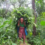 An old woman carrying fodder on with a head strap.<br><br><small>Sinduli, Nepal | 2023 March</small>