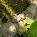 Salamanders. <br><br><small>Sinduli, Nepal | 2023 March</small>