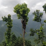 In a daring feat, a man scales a Sal tree to collect its leaves that would eventually be hand-woven to make plates.<br><br><small>Gorkha, Nepal | 2019 July</small>