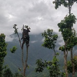 In a daring feat, a man scales a Sal tree to collect its leaves that would eventually be hand-woven to make plates.<br><br><small>Gorkha, Nepal | 2019 July</small>